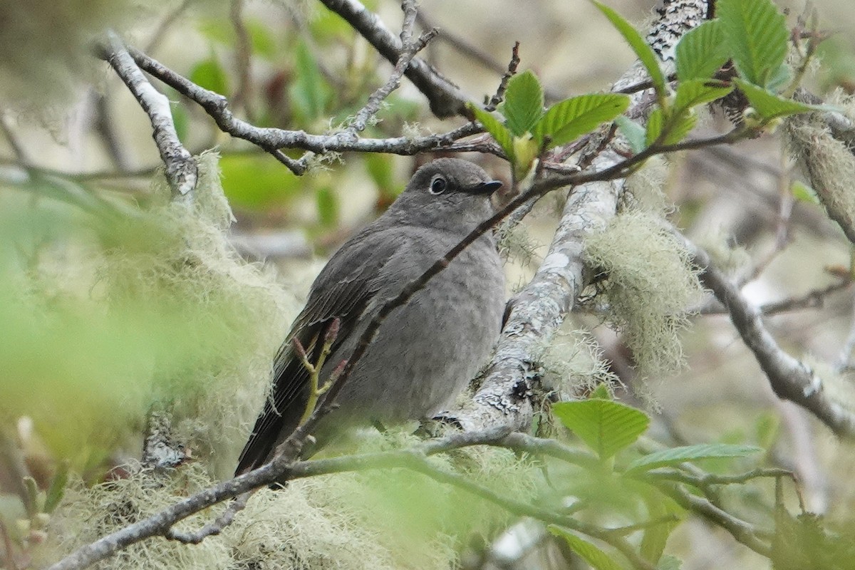 Townsend's Solitaire - Diana Byrne