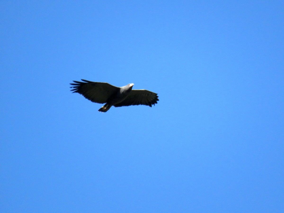 ml32818491-solitary-eagle-macaulay-library