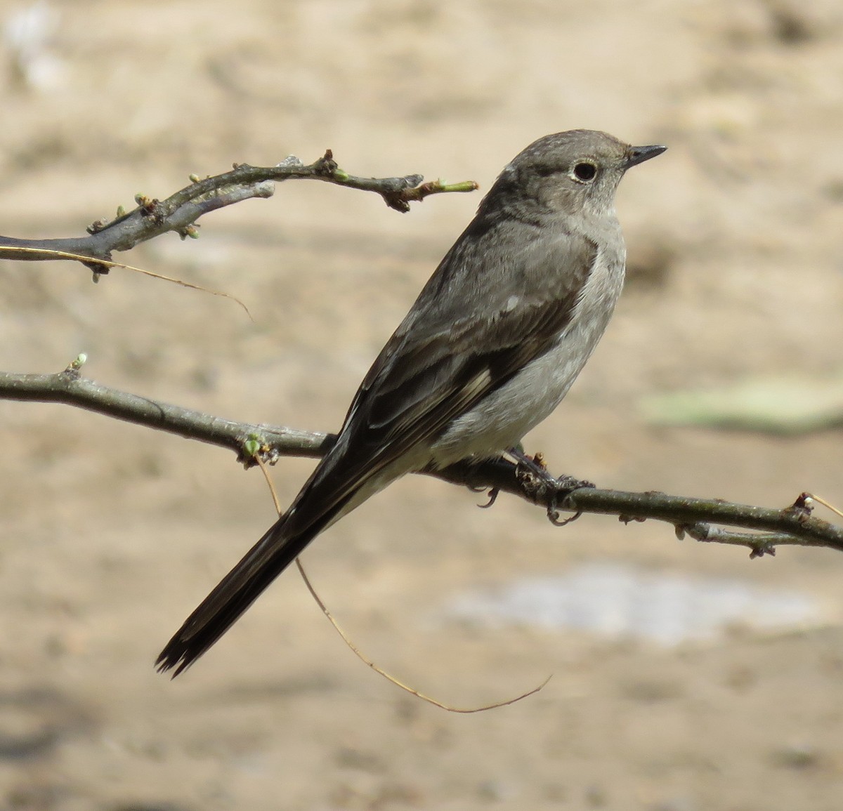 Townsend's Solitaire - ML328185141