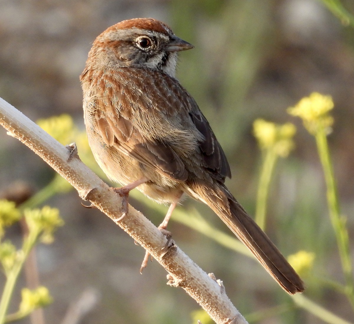 Rufous-crowned Sparrow - ML328186721