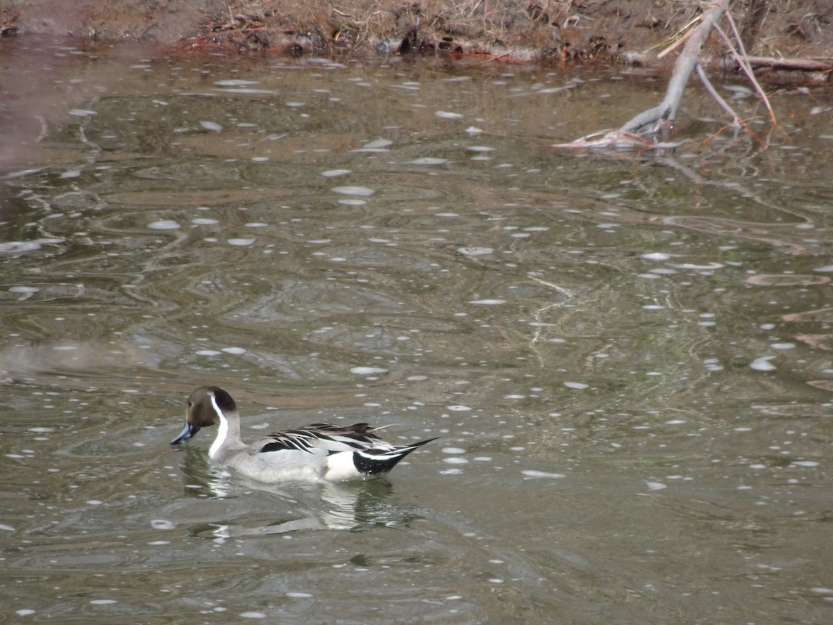 Northern Pintail - Ser Anderson