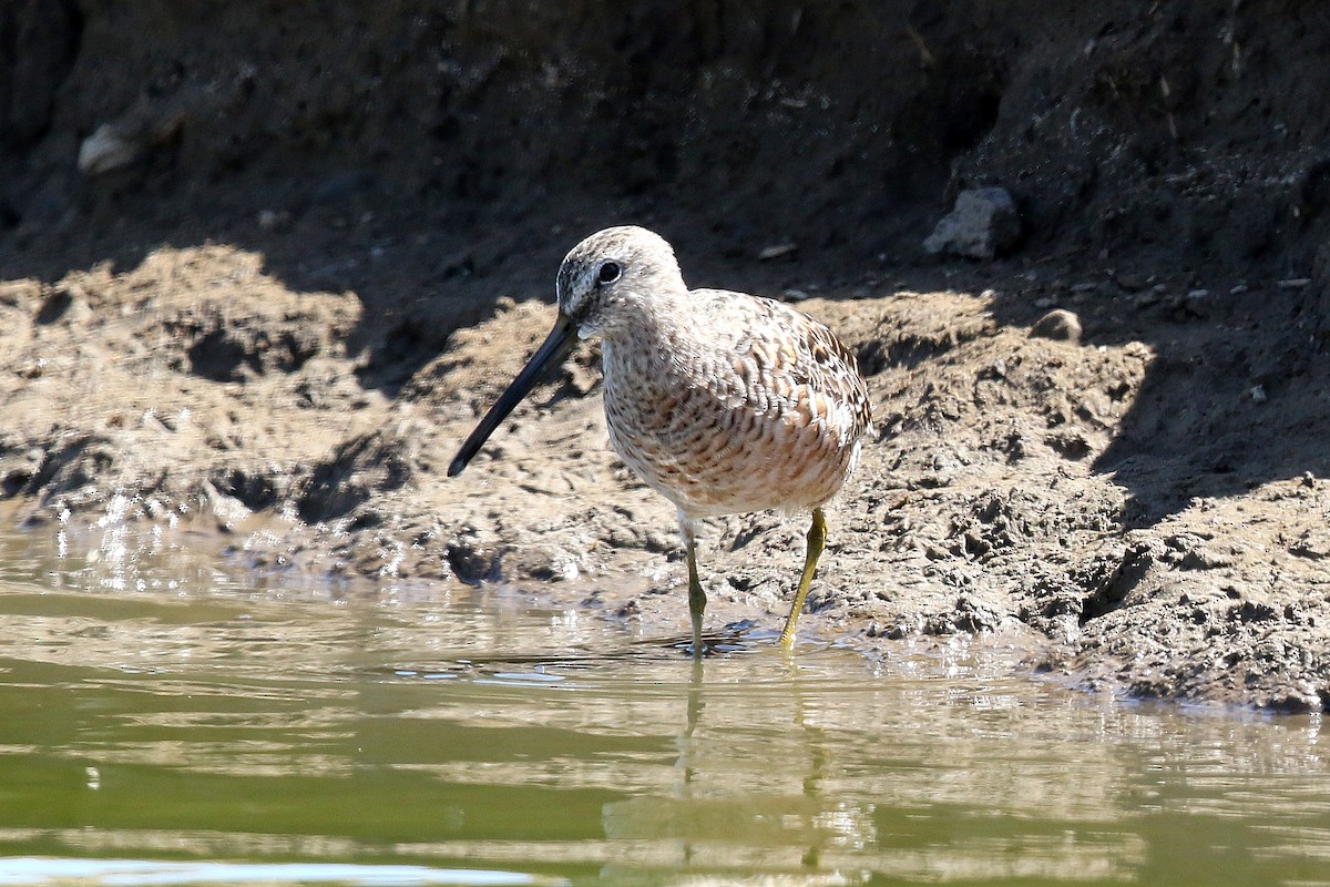 Long-billed Dowitcher - ML328198891