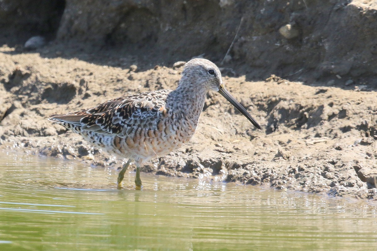 Long-billed Dowitcher - ML328198901