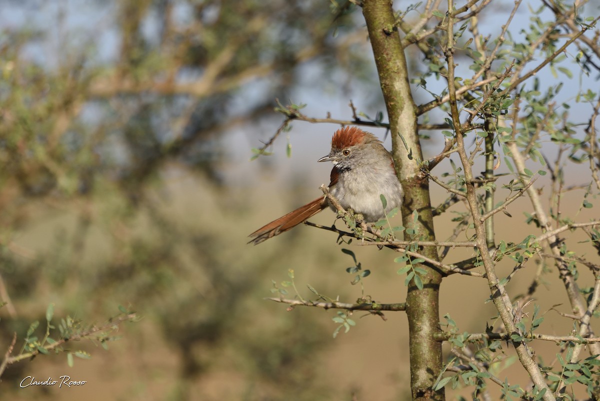 Sooty-fronted Spinetail - Claudio Rosso