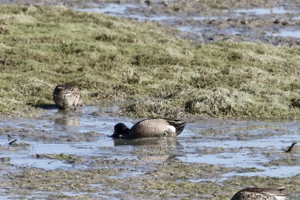 Blue-winged Teal - ML328206611