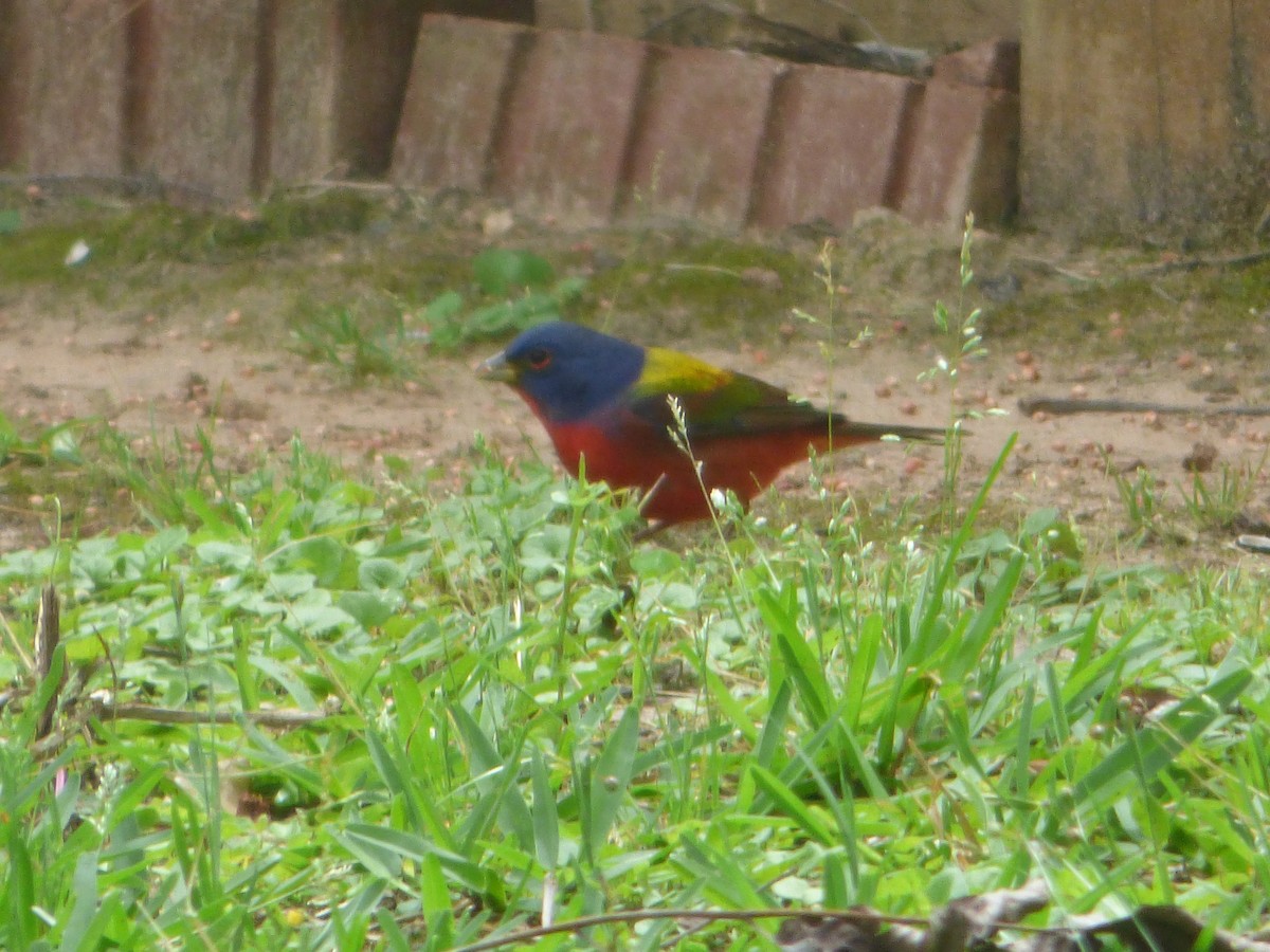 Painted Bunting - ML328220691
