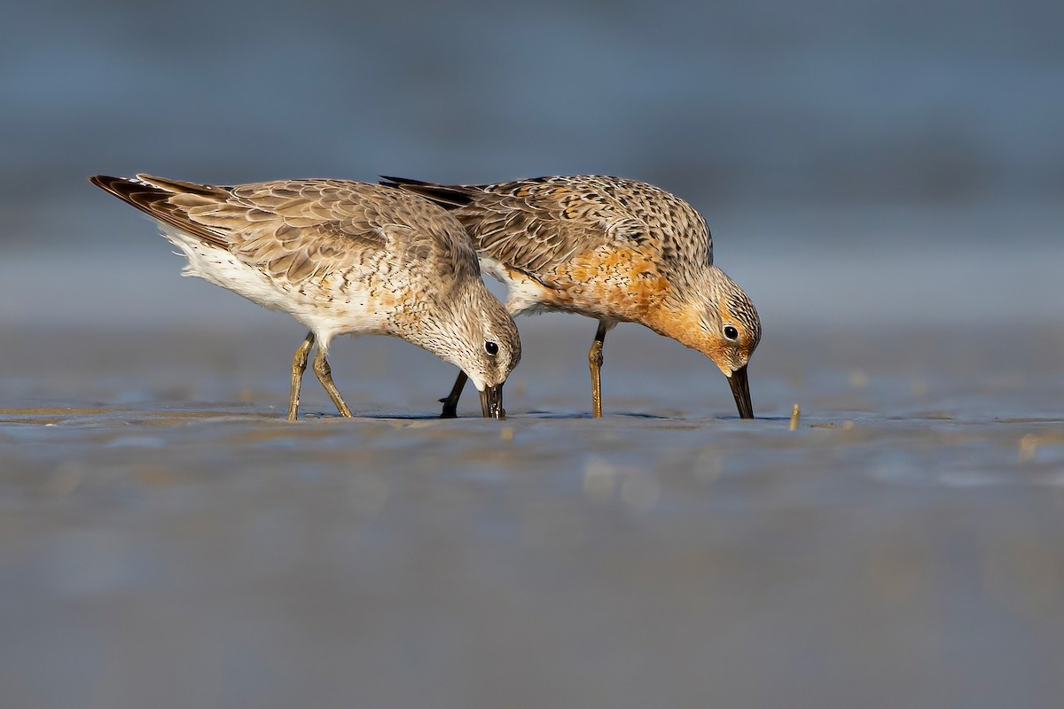 Red Knot - ML328220701