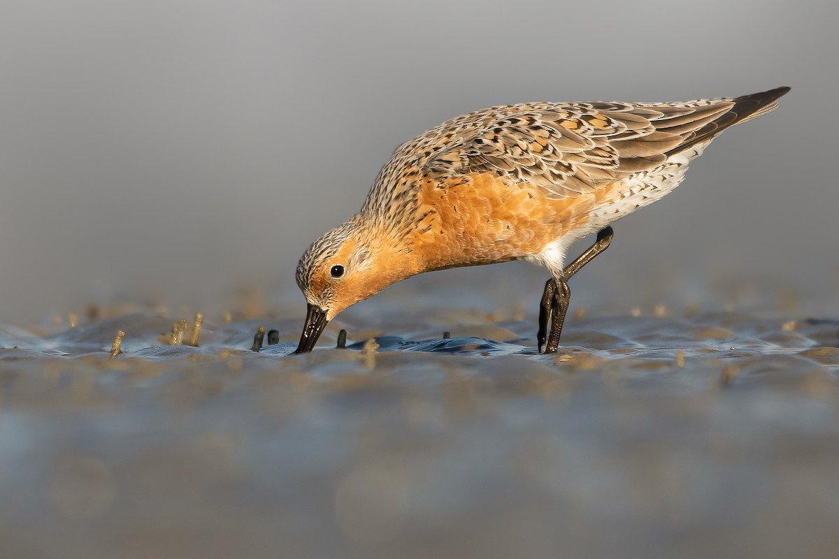 Red Knot - ML328220721
