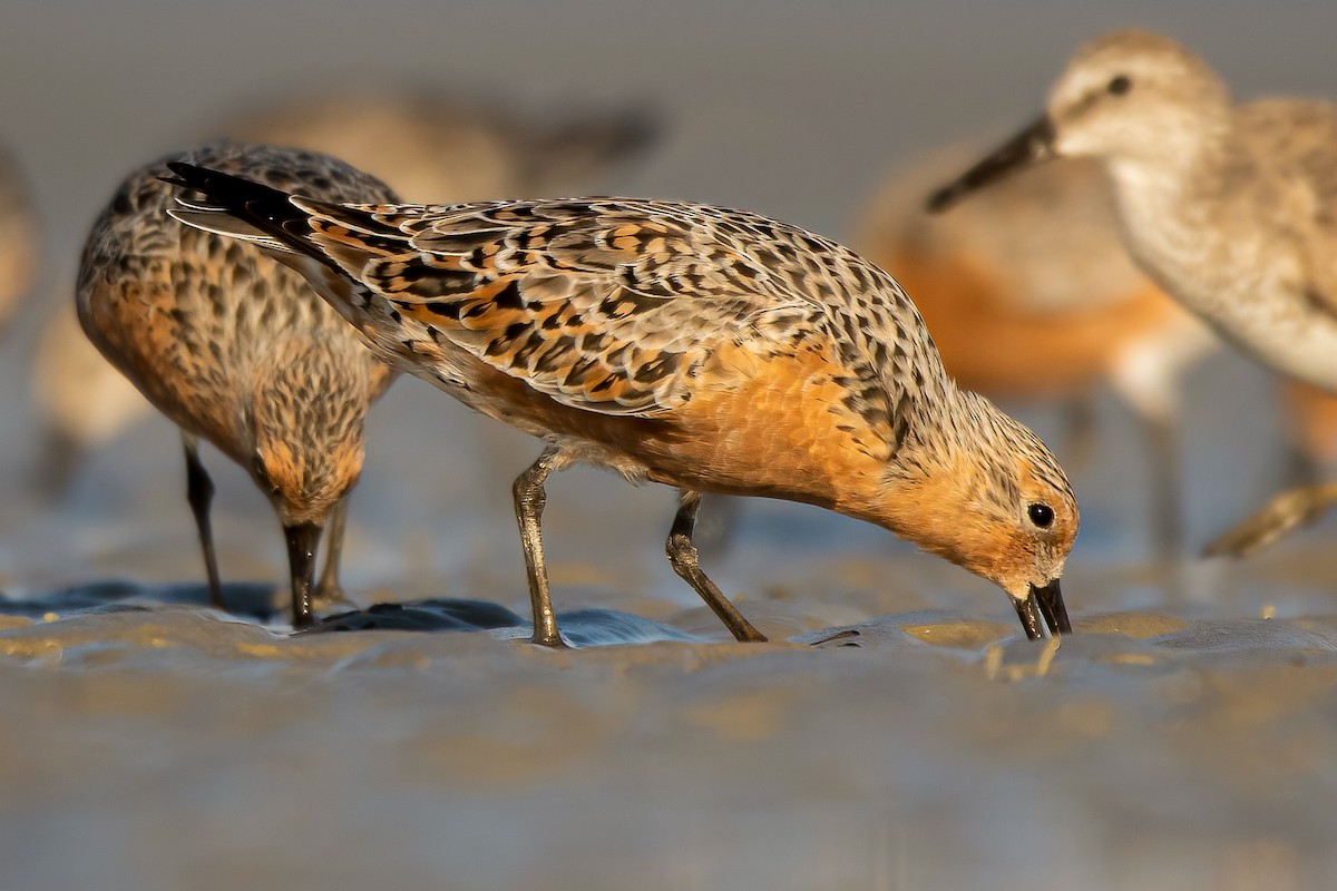 Red Knot - ML328220751