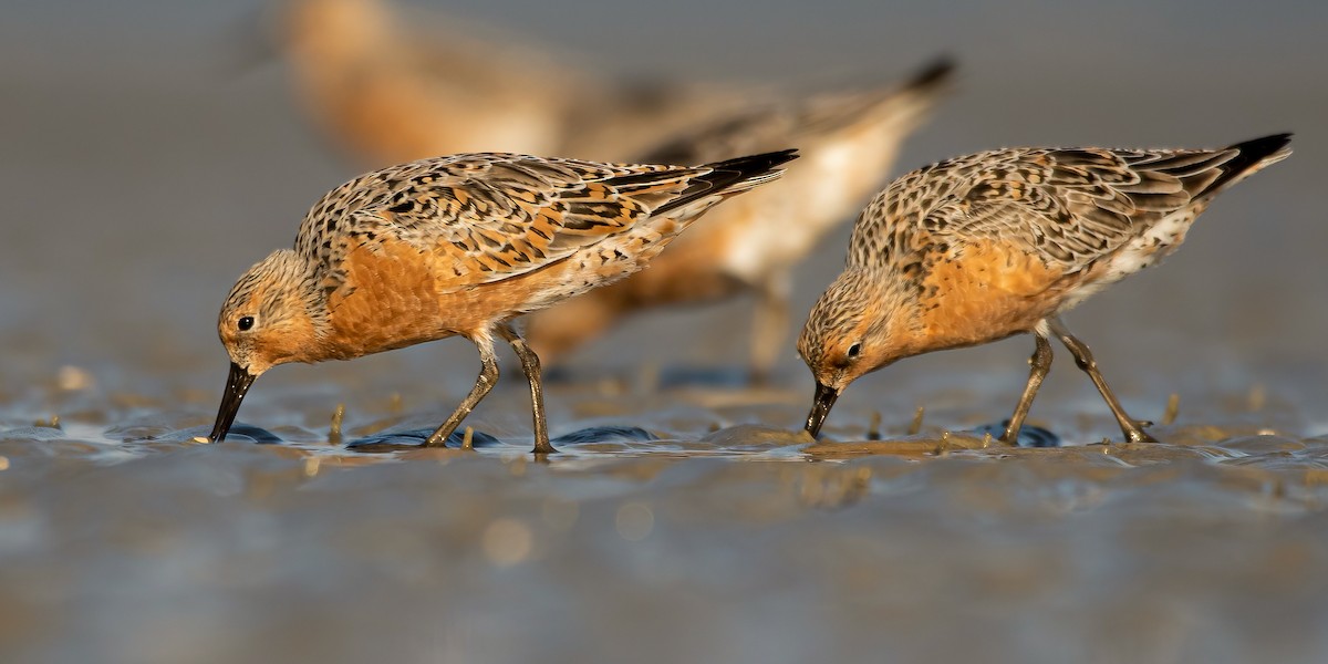 Red Knot - ML328220771