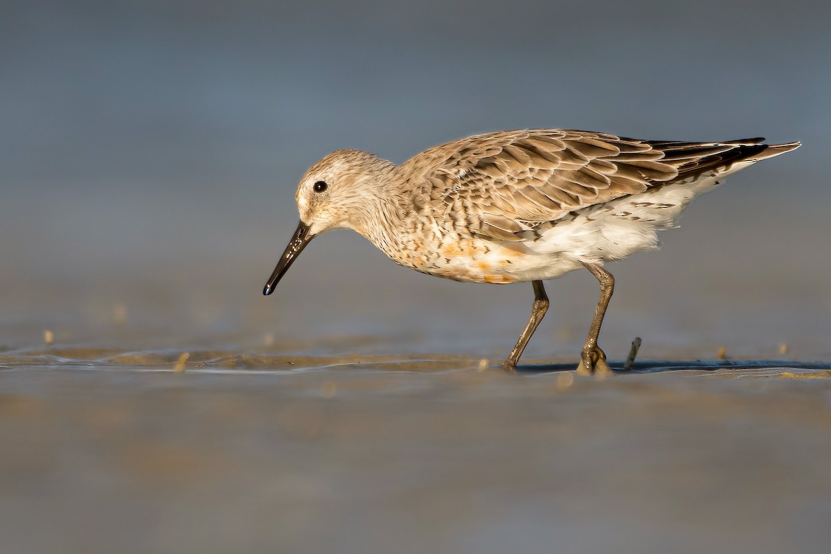 Red Knot - ML328220811