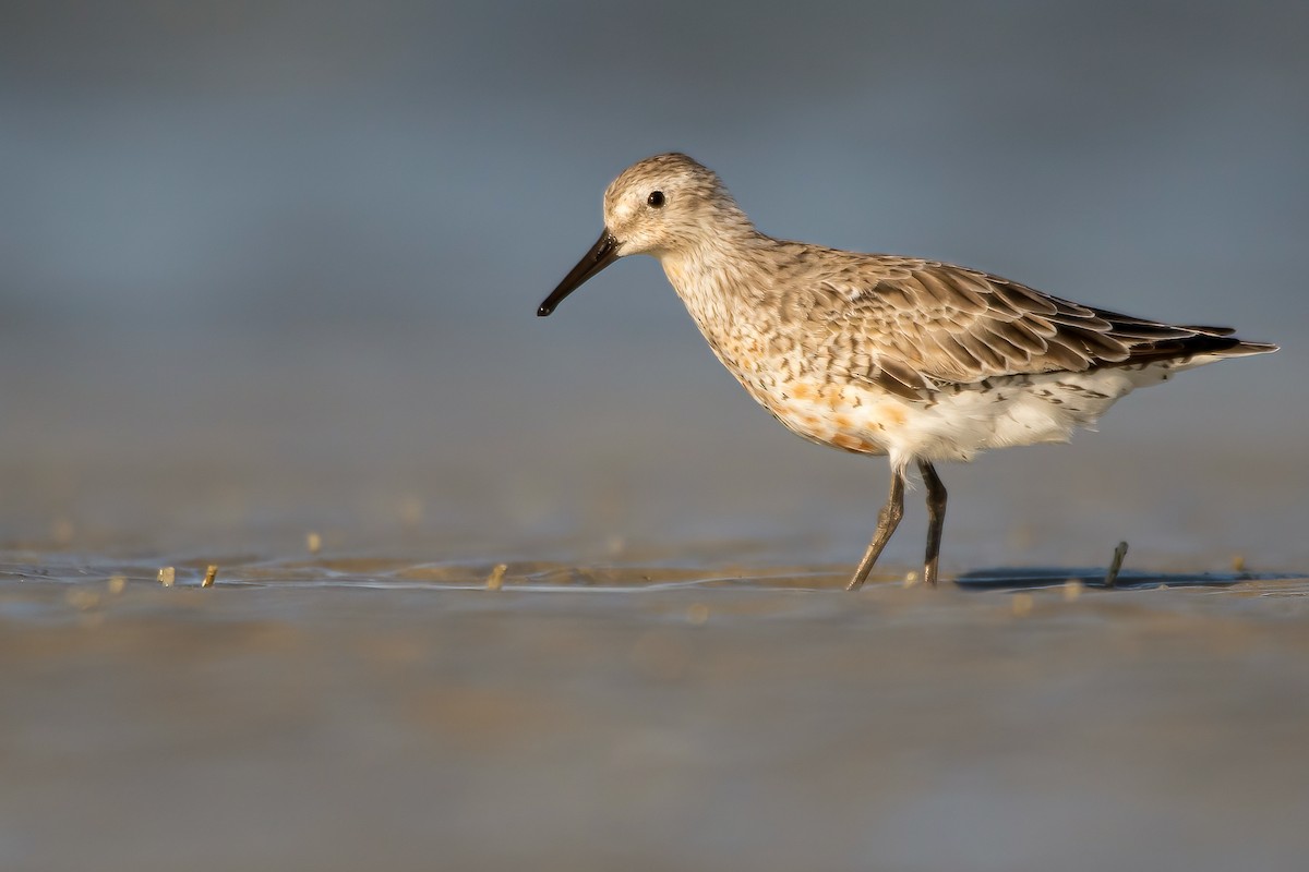 Red Knot - ML328220821