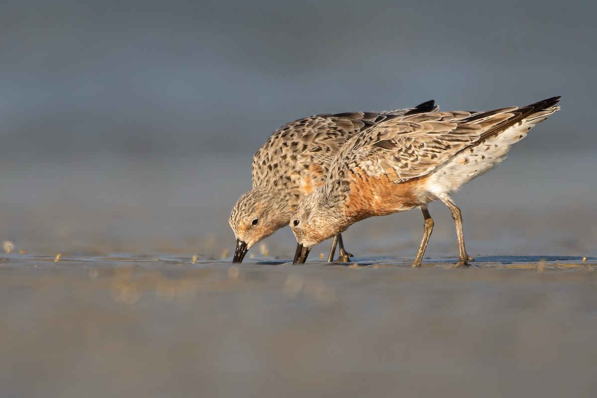 Red Knot - ML328220851