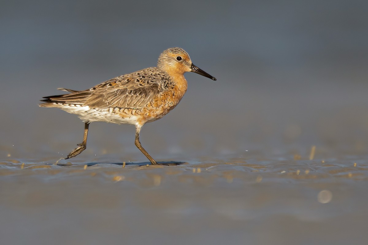 Red Knot - ML328225351
