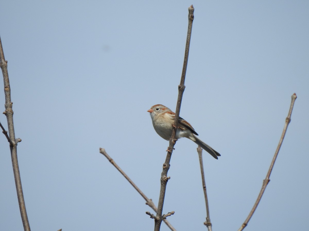 Field Sparrow - Matthew Dudziak