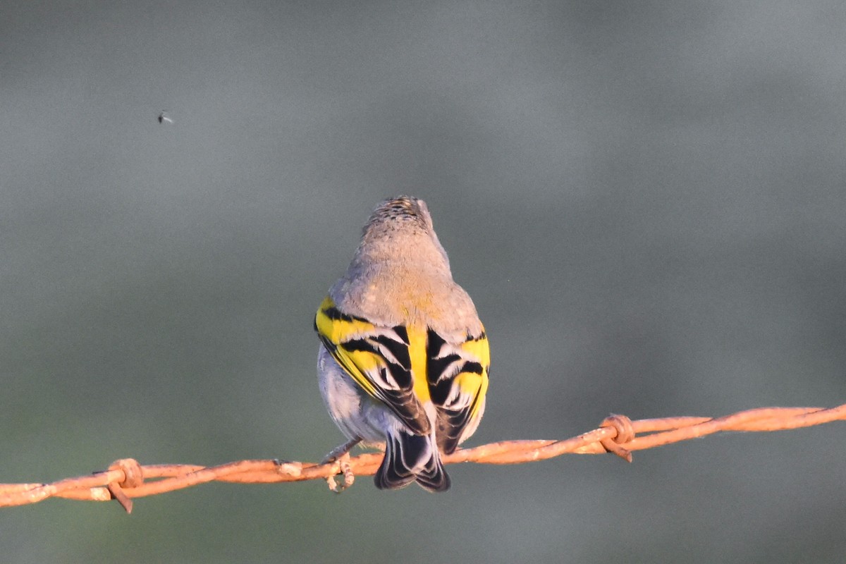 Lawrence's Goldfinch - ML328235131