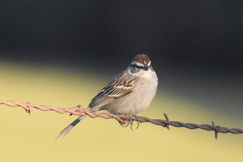Chipping Sparrow - ML328235191