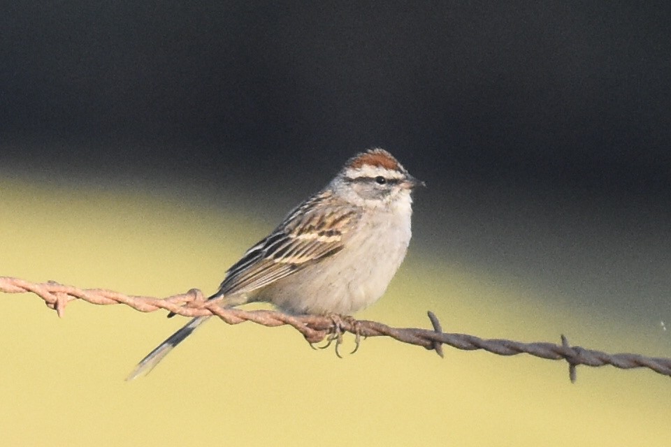 Chipping Sparrow - ML328235201
