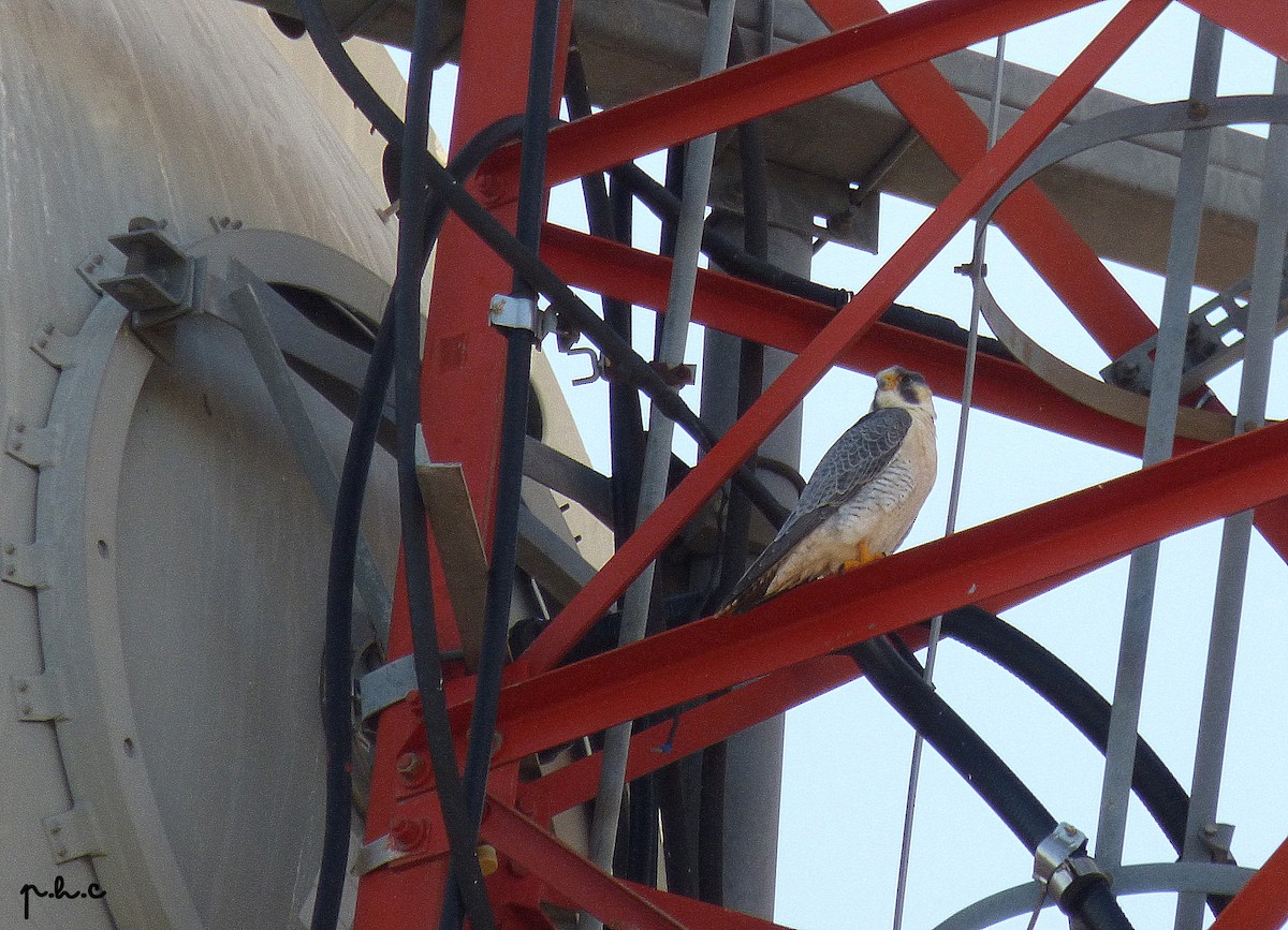 Peregrine Falcon (Tundra) - ML328236401