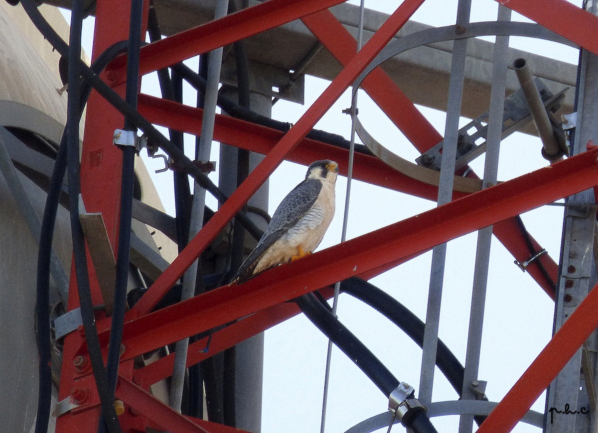Peregrine Falcon (Tundra) - ML328236731