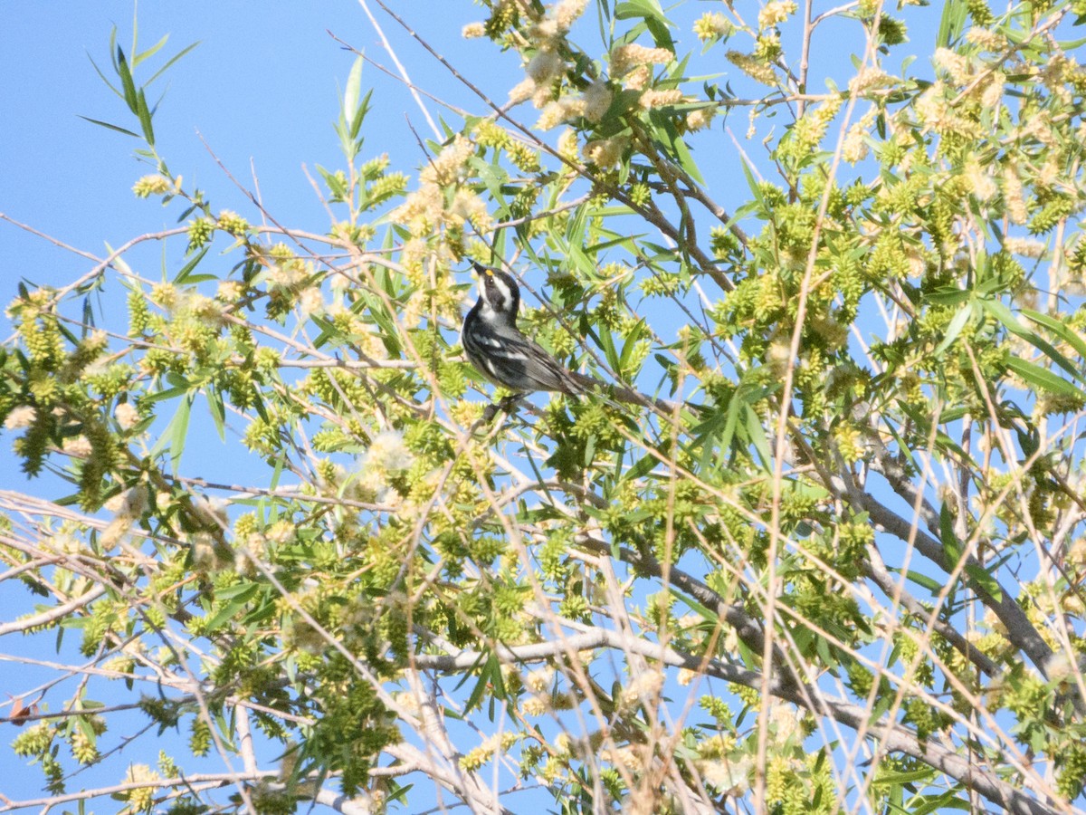 Black-throated Gray Warbler - nicole land
