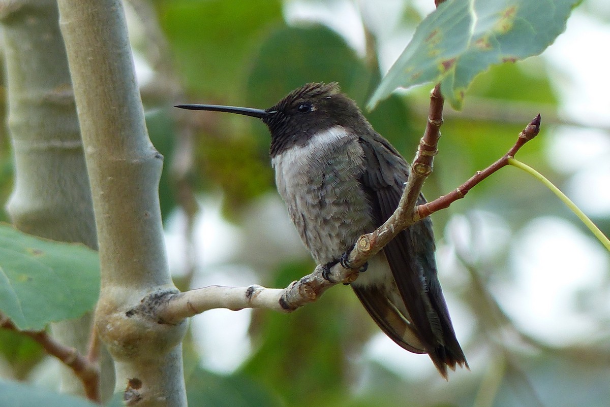 Black-chinned Hummingbird - Michael Emenaker
