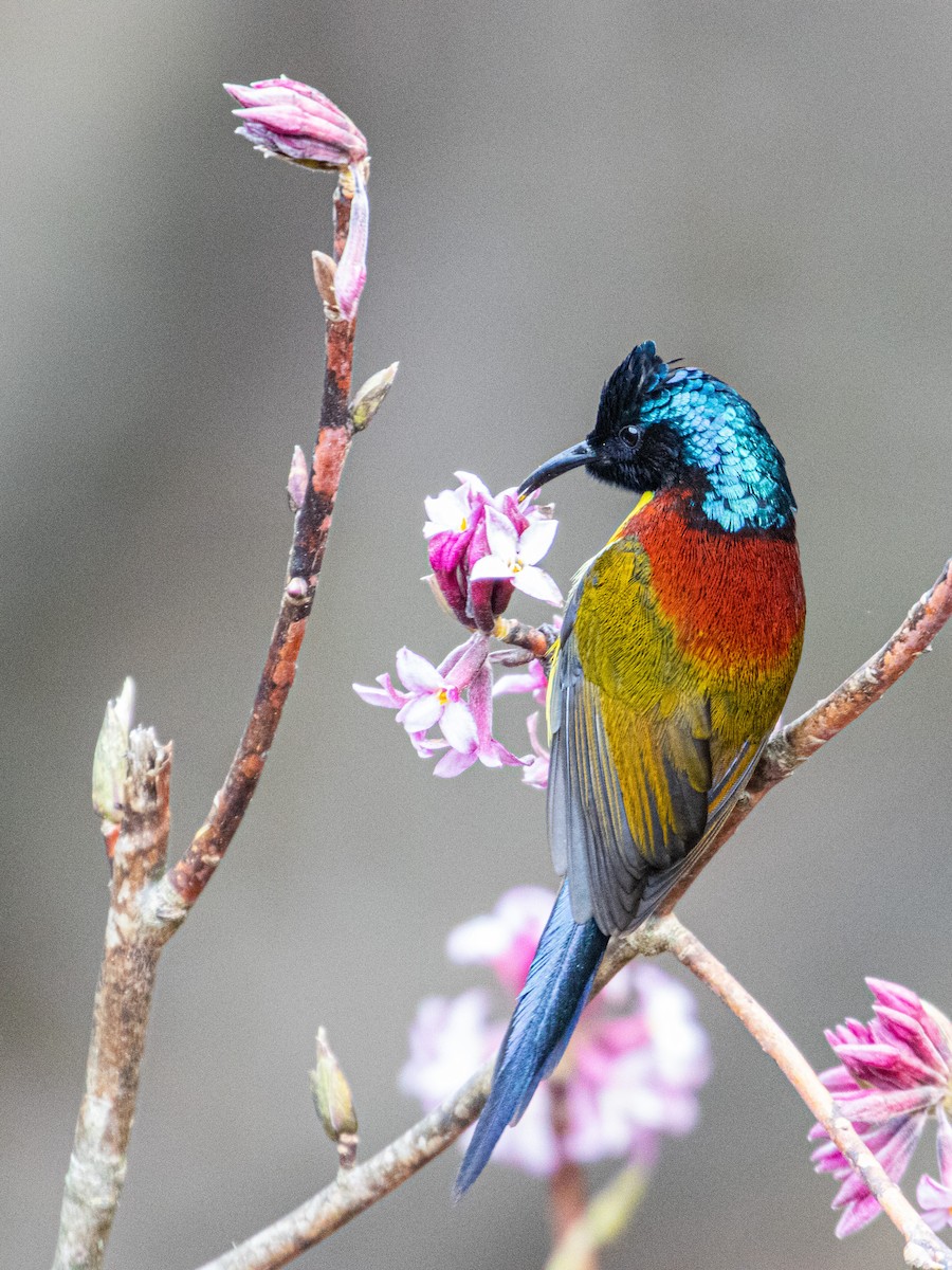 Green-tailed Sunbird - Bhargavi U