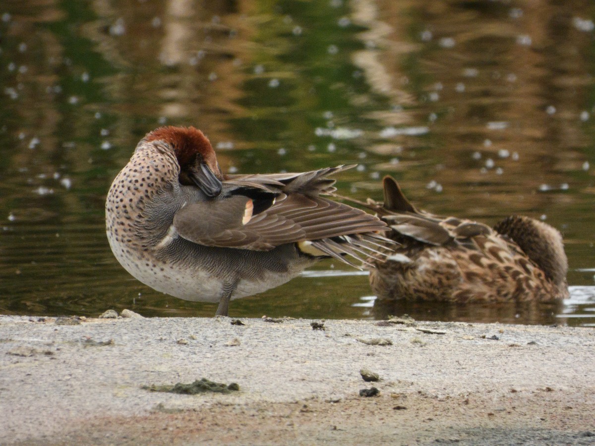Green-winged Teal - ML328242721