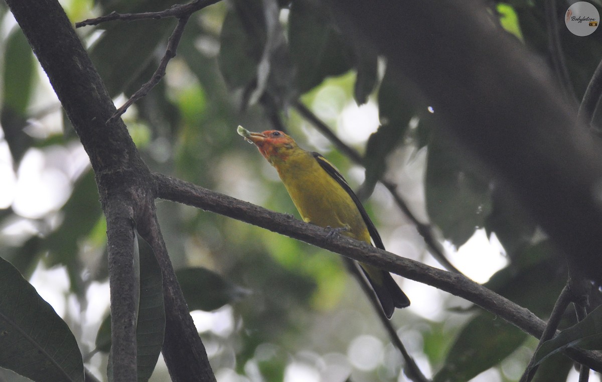 Western Tanager - ML328243931