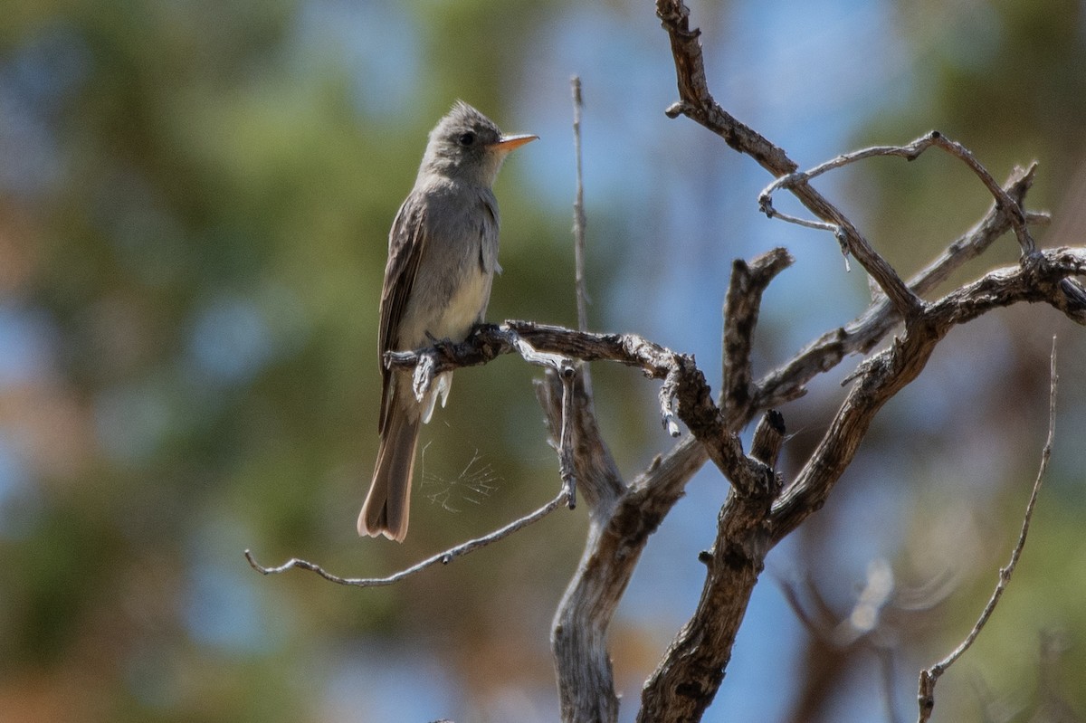 Greater Pewee - ML328245251