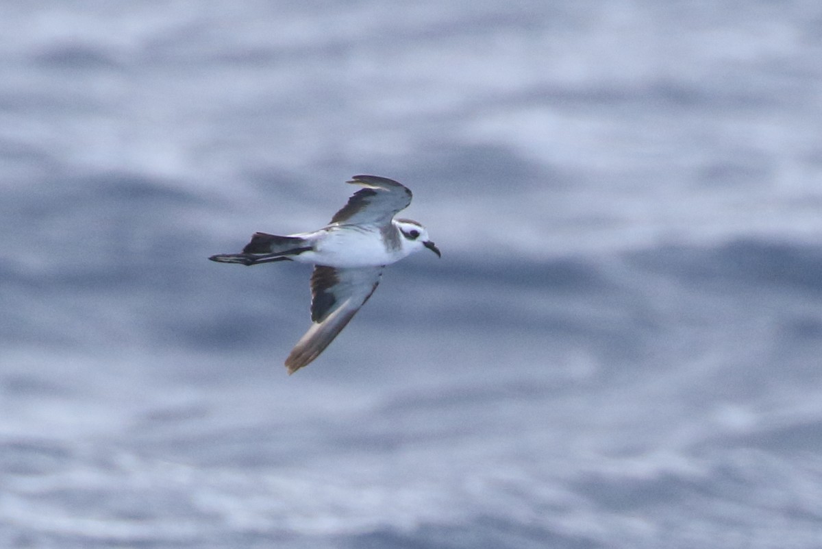White-faced Storm-Petrel - ML328247511