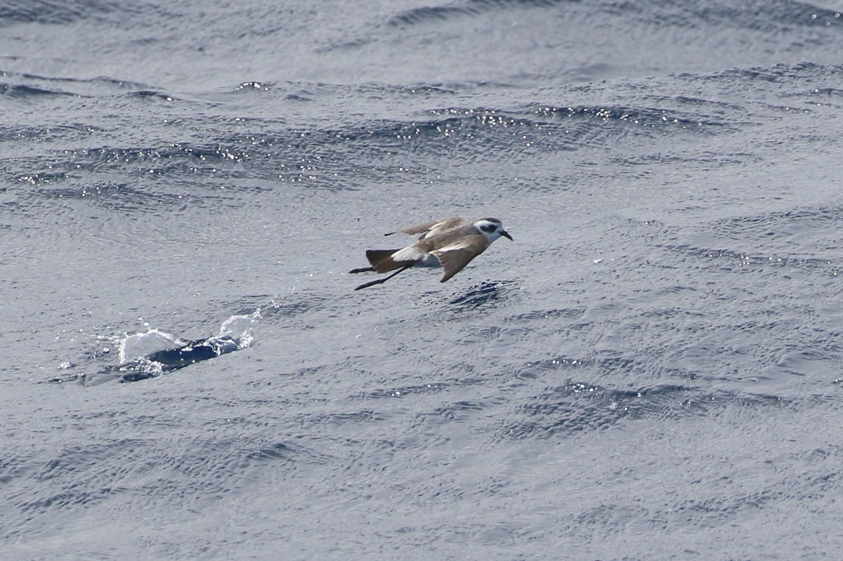 White-faced Storm-Petrel - ML328247521