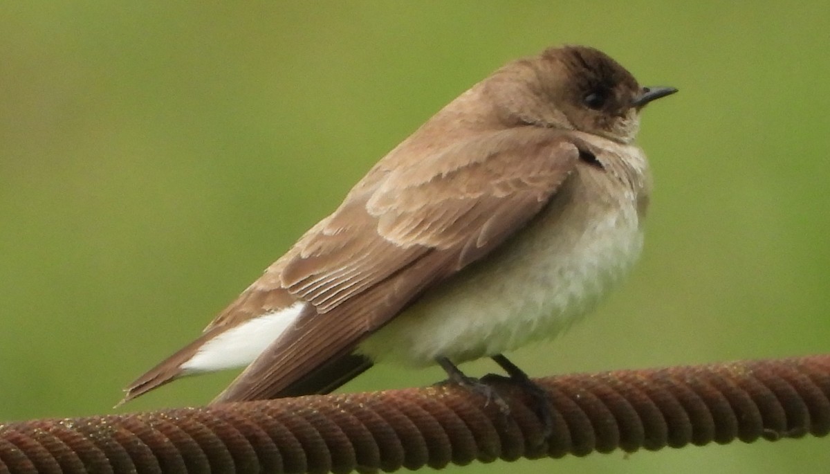 Northern Rough-winged Swallow - Shiela Shallcross