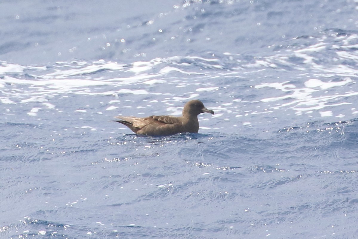 Flesh-footed Shearwater - ML328251161