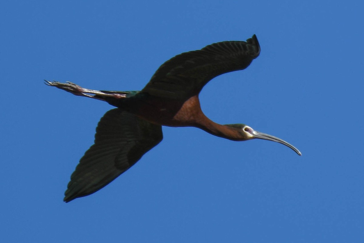 ibis americký - ML328252451