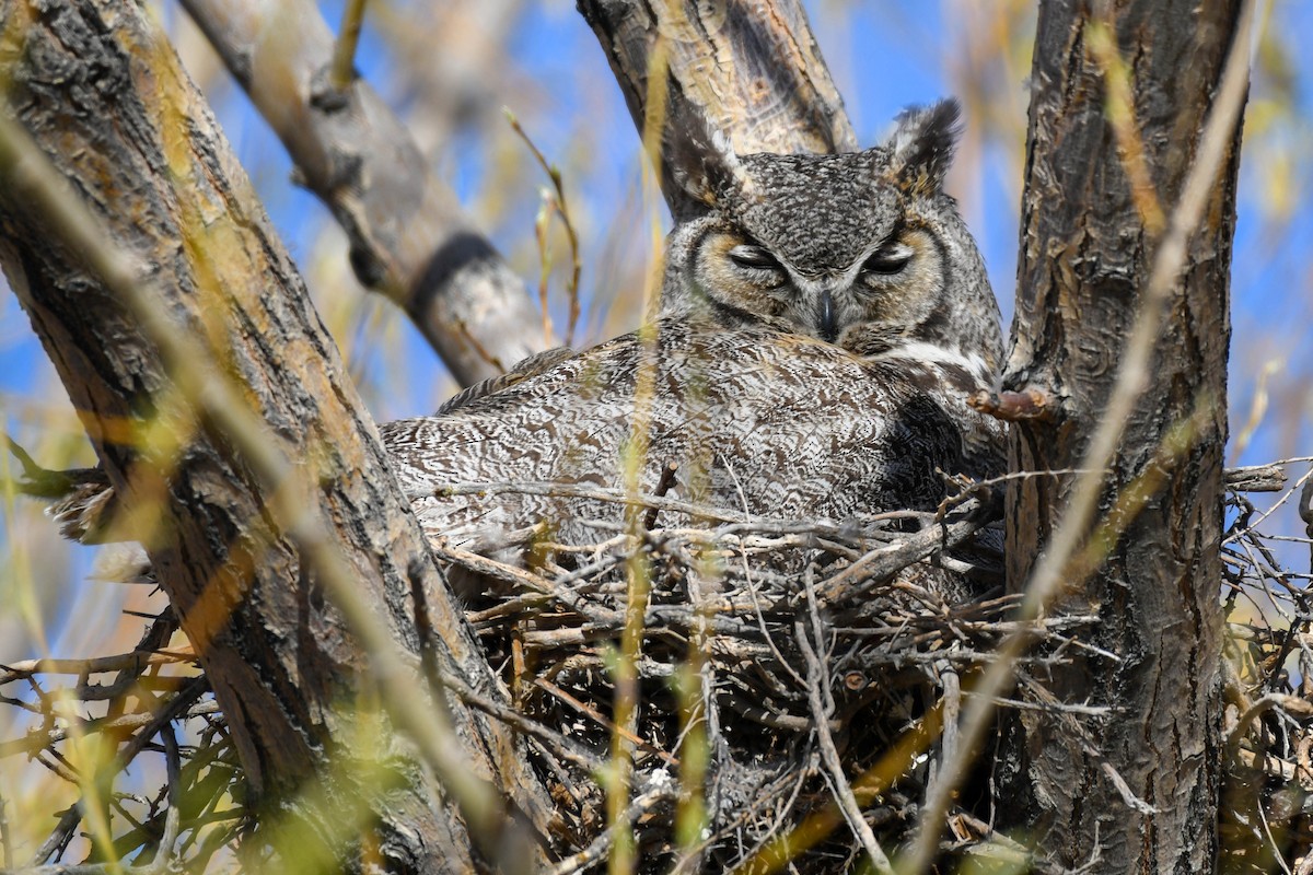 Great Horned Owl - Joshua Little