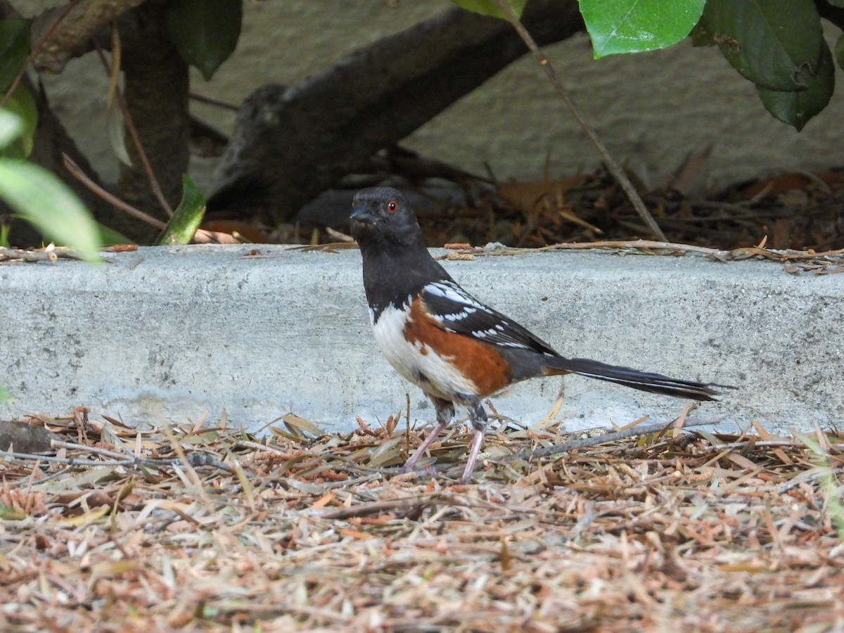 Spotted Towhee - James Maley