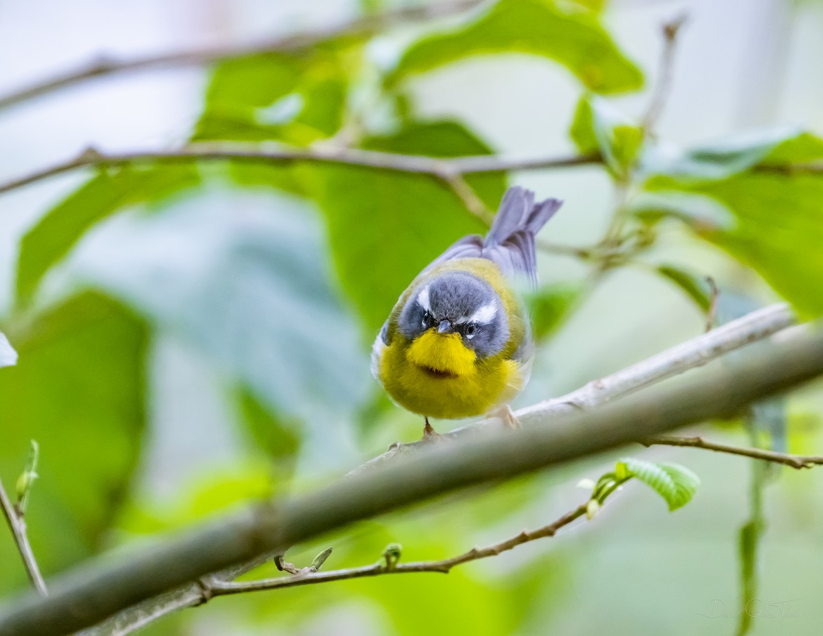 Crescent-chested Warbler - ML328261391