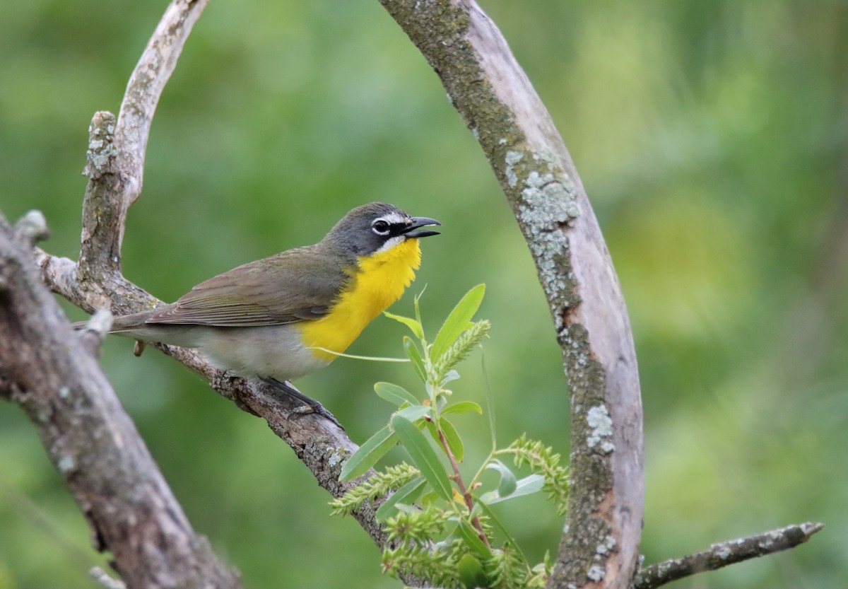 Yellow-breasted Chat - Sally Veach