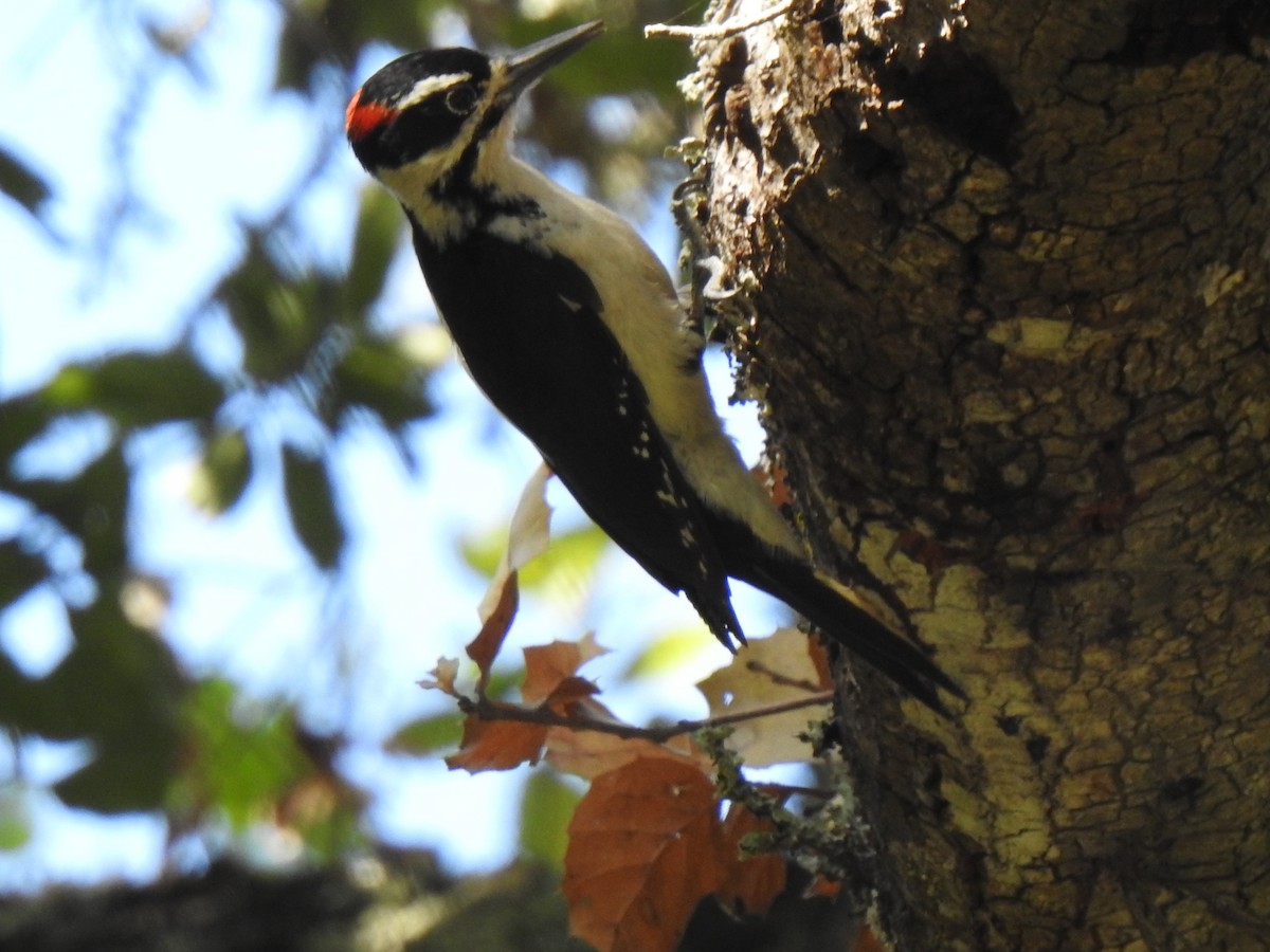Hairy Woodpecker - mark zdeblick