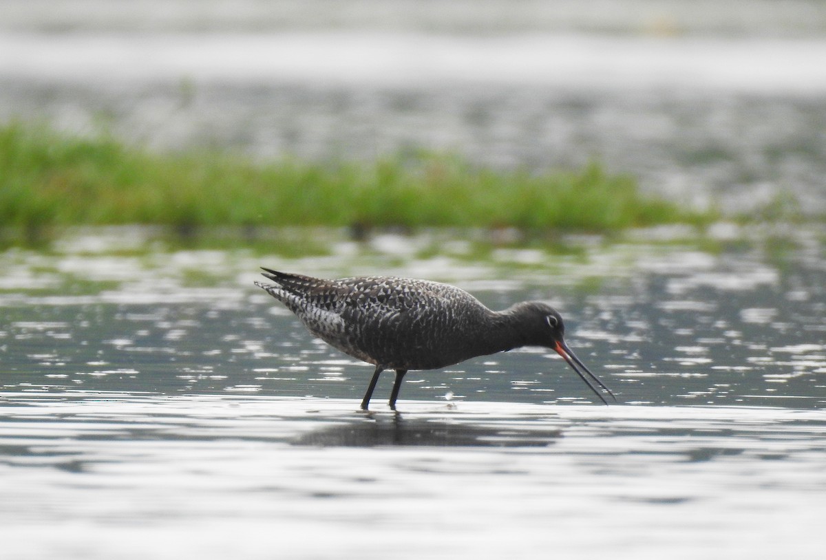 Spotted Redshank - ML328267491