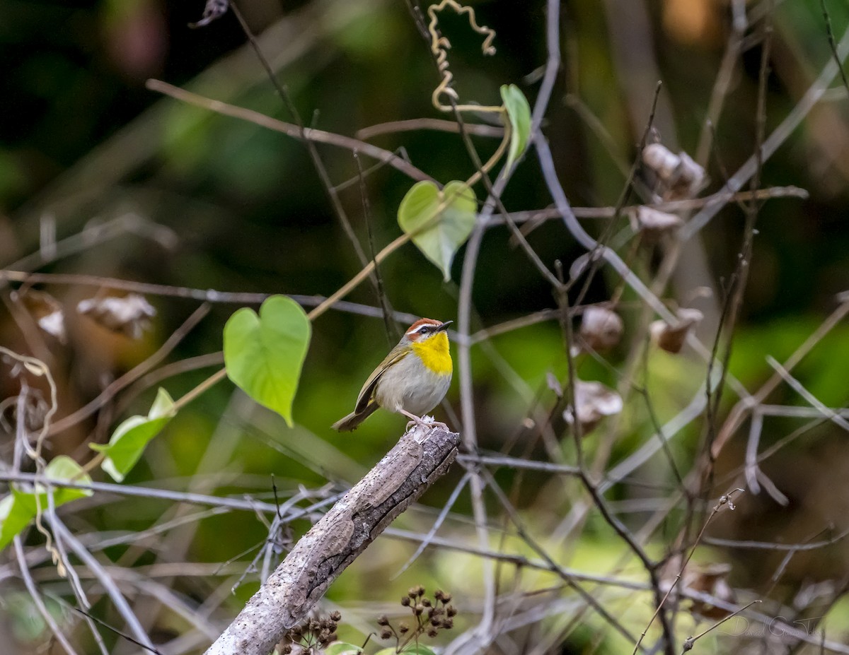 Rufous-capped Warbler - ML328268021