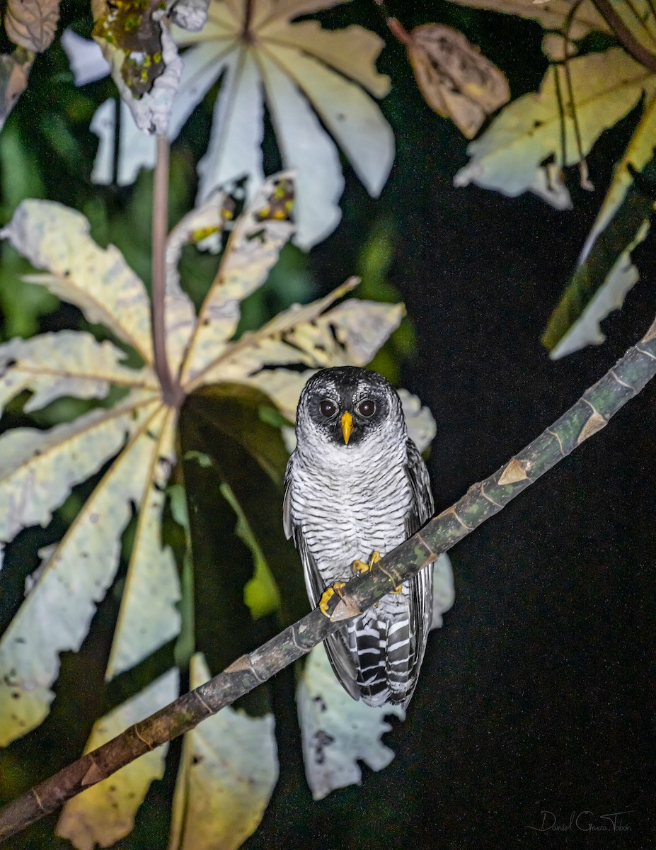 Black-and-white Owl - ML328268411