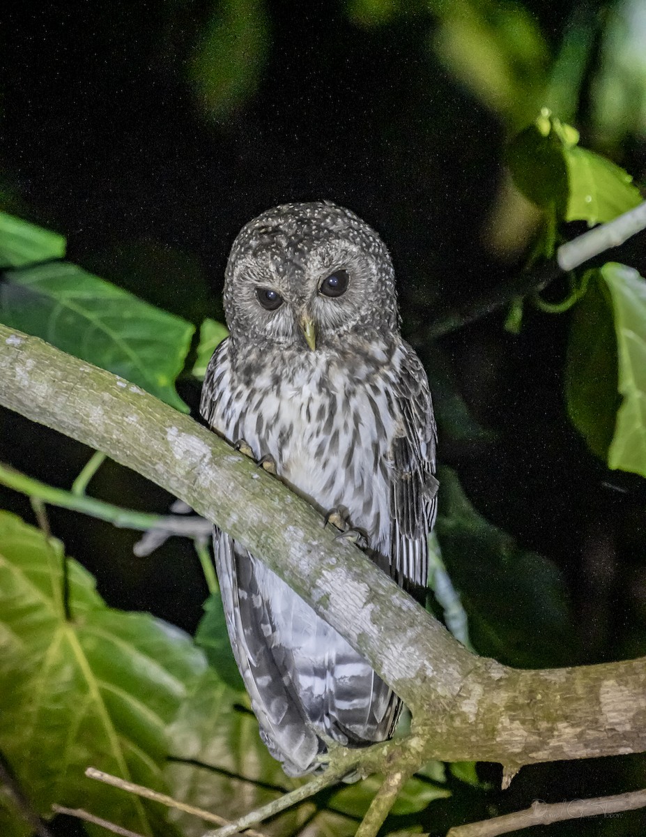 Mottled Owl - ML328268471