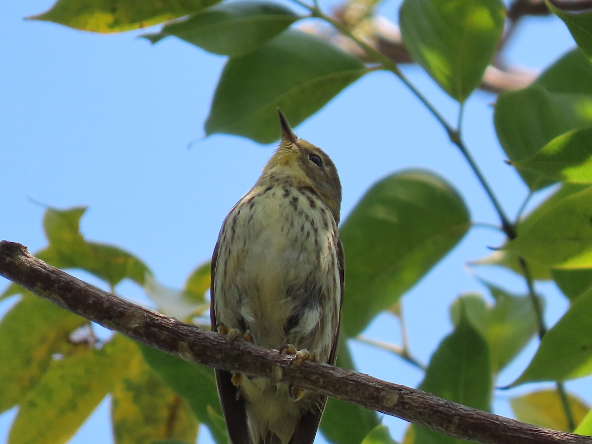 Cape May Warbler - ML328268801