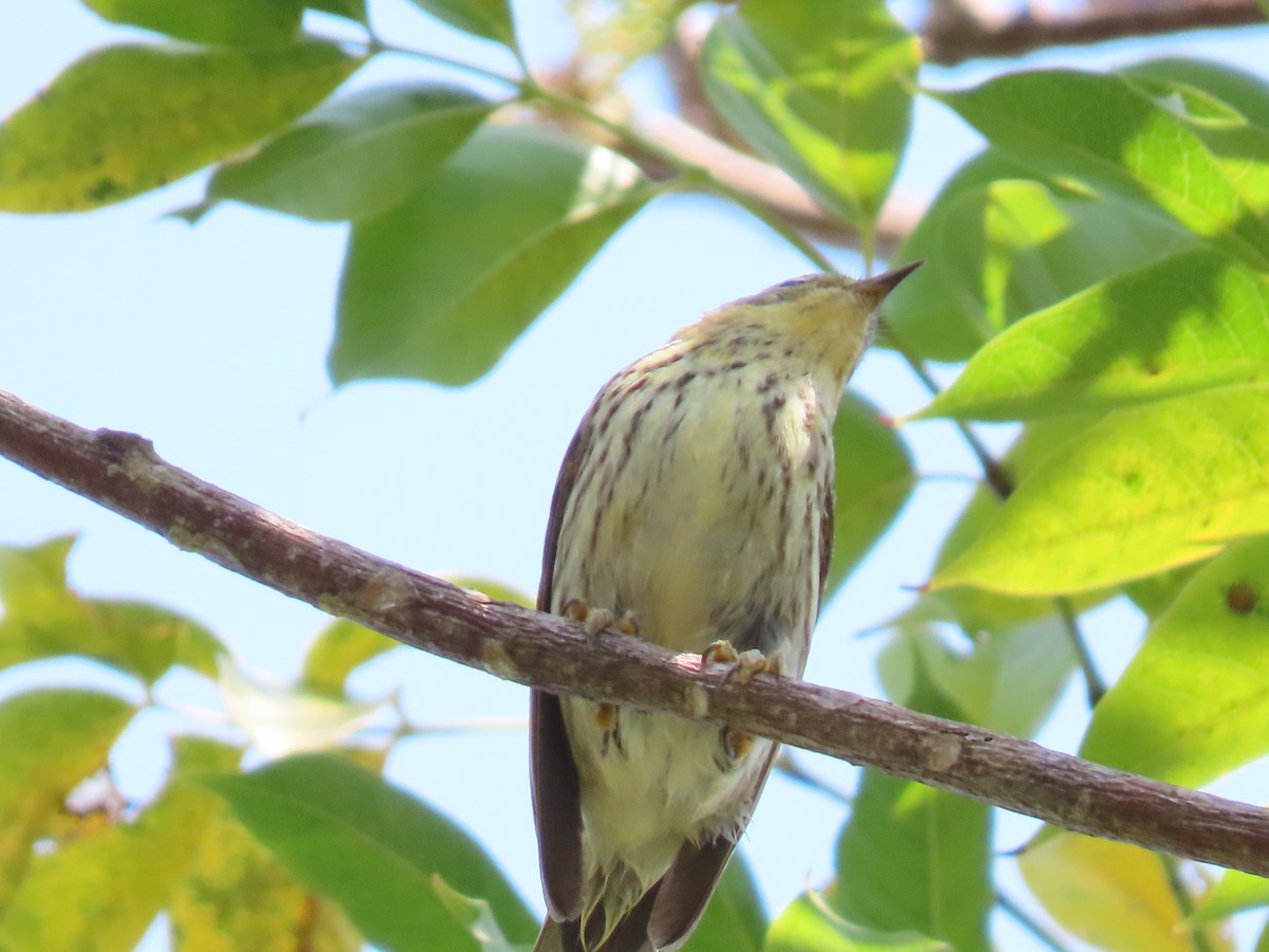 Cape May Warbler - ML328268851