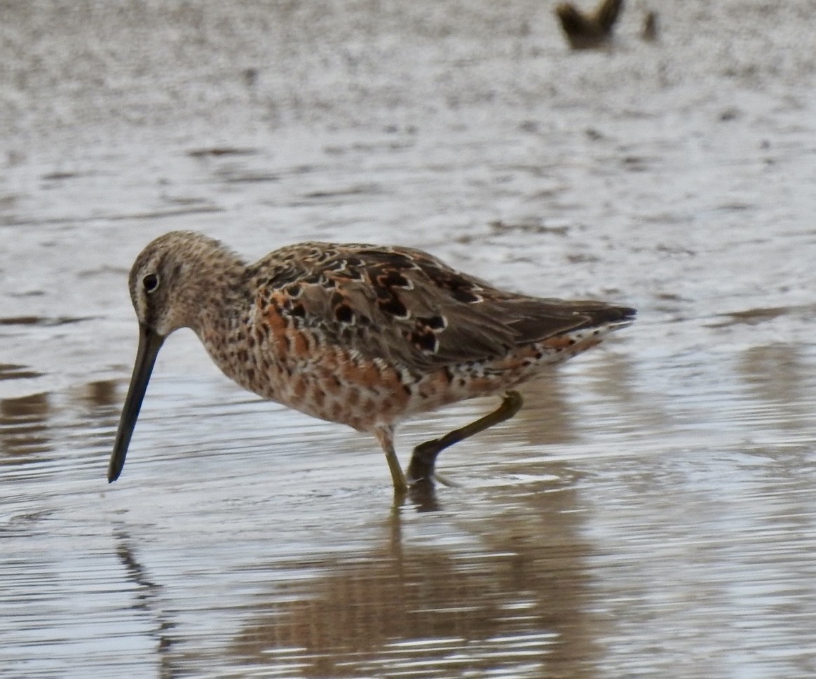 Long-billed Dowitcher - ML328271231