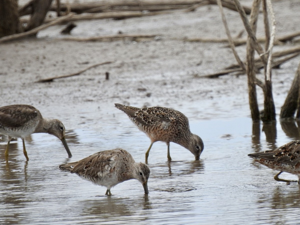 Long-billed Dowitcher - Christopher Daniels