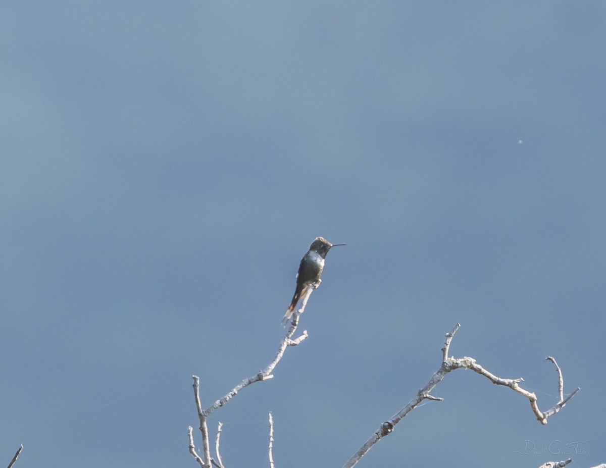 Sparkling-tailed Hummingbird - Daniel  Garza Tobón