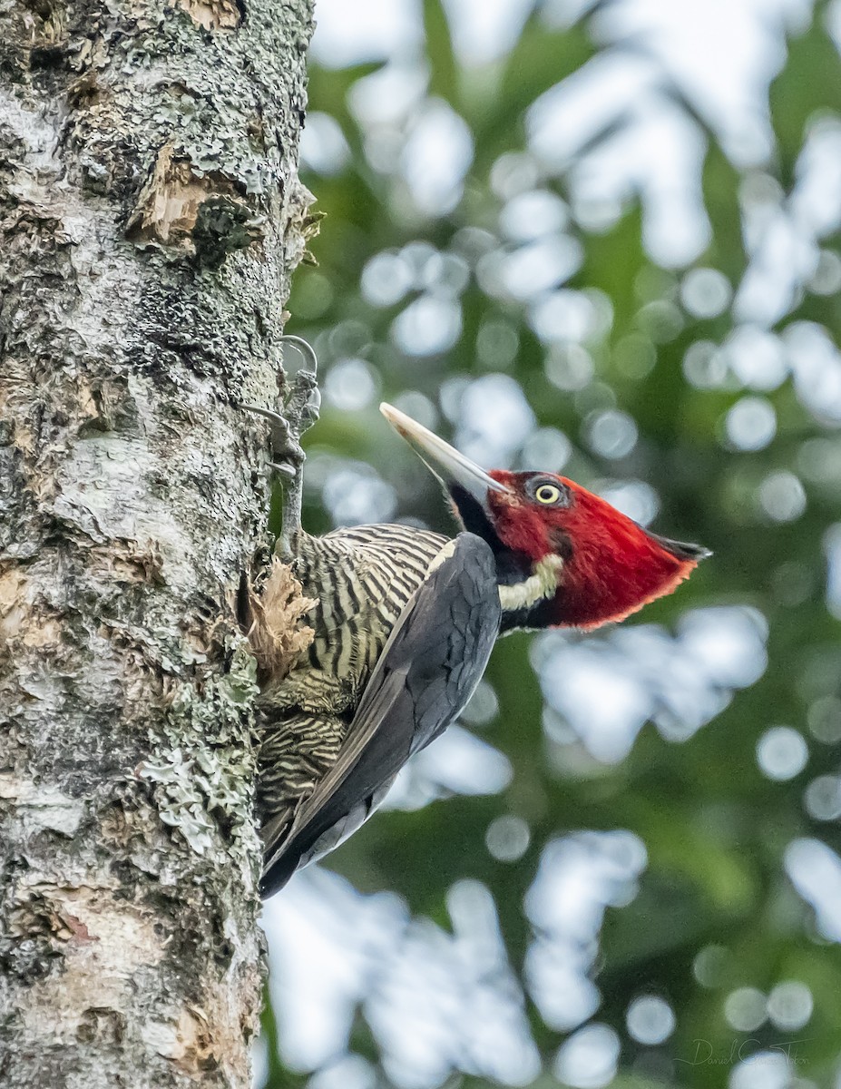 Pale-billed Woodpecker - Daniel  Garza Tobón